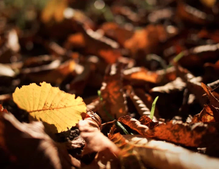 Mela / Triangolo Inverso Autunno